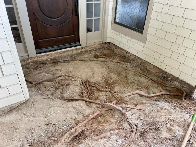 Bare excavated entry with exposed tree roots in front of a dark wood front door
