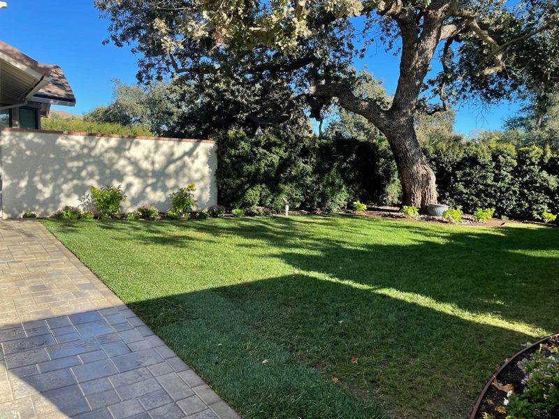 New sod lawn under a large oak with a paver walkway and new flowering shrubs